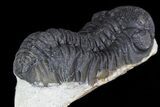 Bargain, Austerops Trilobite - Ofaten, Morocco #76972-4